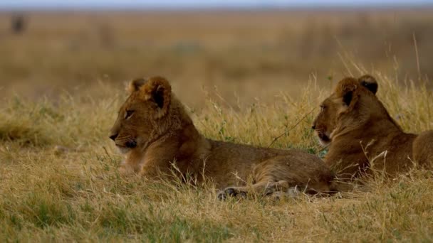 Een jonge leeuw hinkend in het gras — Stockvideo