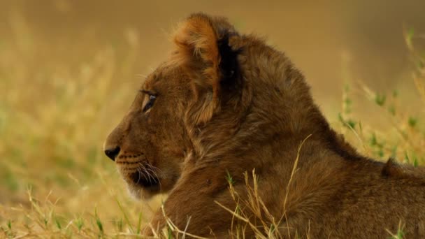 Een jonge leeuw hinkend in het gras — Stockvideo