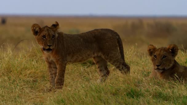 Mladý lev lovící v trávě — Stock video