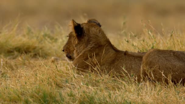 Een jonge leeuw hinkend in het gras — Stockvideo