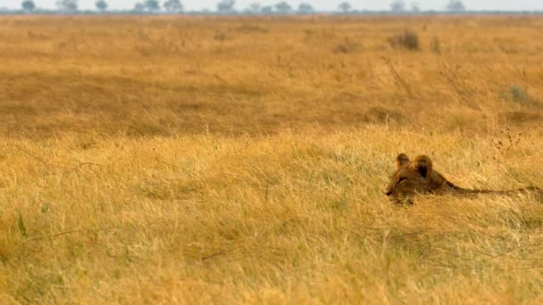 Ett ungt lejon som gömmer sig i gräset — Stockvideo