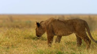 Genç bir aslan çimlere tırmanıyor.