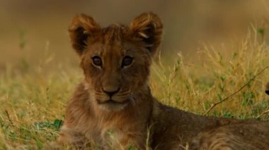 Genç bir aslan çimlere tırmanıyor.