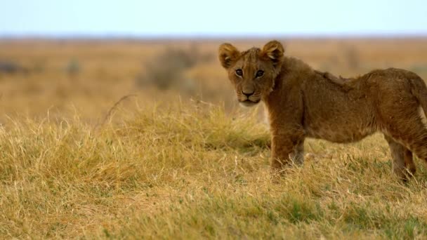 Um leão jovem que esbarra na relva — Vídeo de Stock