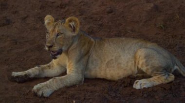 Genç Kalahari Aslanı Leo Panthera gün batımında Stones 'da dinleniyor.