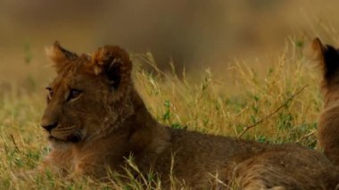Genç bir aslan çimlere tırmanıyor.