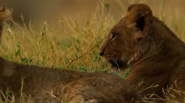 Genç bir aslan çimlere tırmanıyor.
