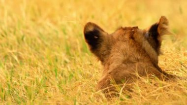 Genç bir aslan çimlere tırmanıyor.
