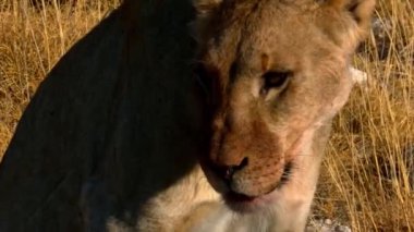 Dişi aslan, Afrika 'da çölde güneşin altında yatıyor.