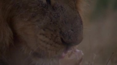 Yetişkin aslan kanlı avını yiyor.