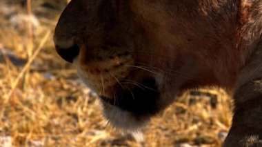 Dişi aslan, Afrika 'da çölde güneşin altında yatıyor.