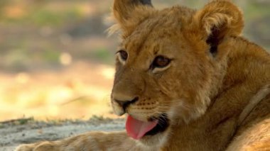 Genç aslan güneşin altında ailesinin yanında rahatça yatıyor.