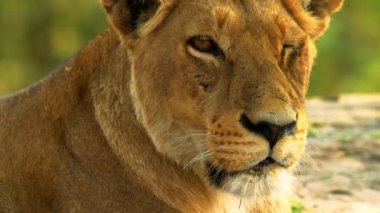 Genç aslan güneşin altında ailesinin yanında rahatça yatıyor.