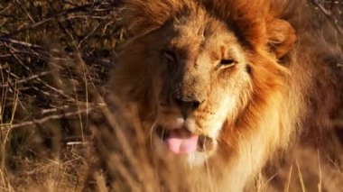 Yalnız bir erkek aslan otların arasında dinleniyor.