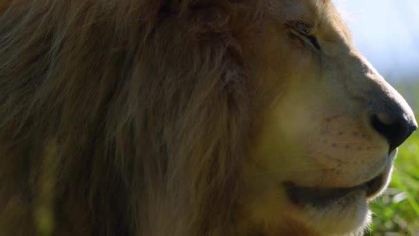 Close up profile portrait of old adult male lion — Stock Video