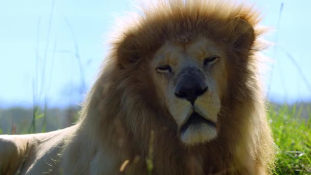 成年雄狮的近景肖像 — 图库视频影像