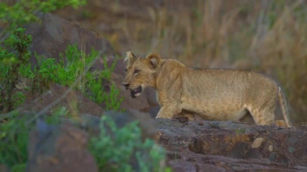 Νεαρό λιοντάρι Καλαχάρι Ο Λέων πάνθηρας αναπαύεται στις πέτρες το ηλιοβασίλεμα — Αρχείο Βίντεο