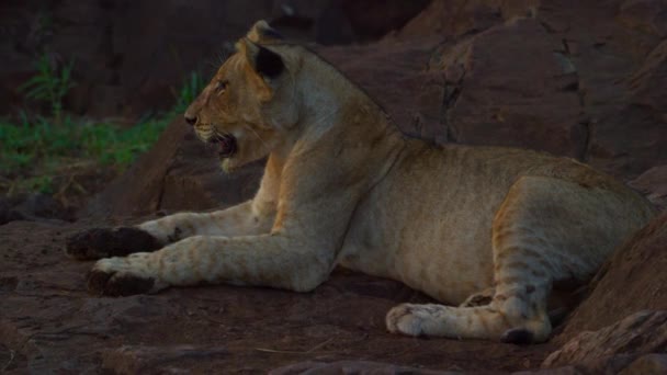Młody Lew Kalahari Leo Panthera spoczywa na Kamieniach o zachodzie słońca — Wideo stockowe