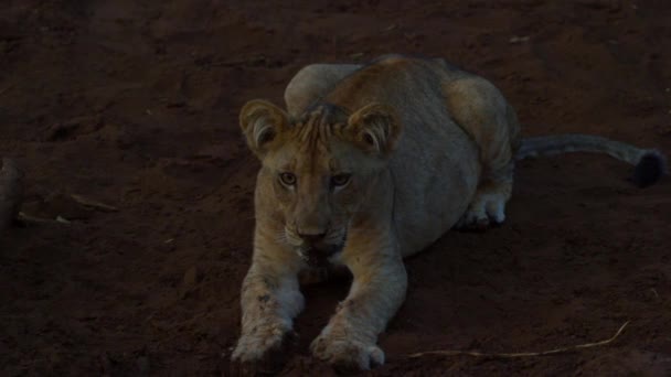 若いKalahari Lion Leo pantheraは日没時に石の上に休んでいます — ストック動画
