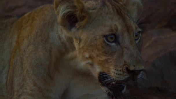 A fiatal Kalahári Oroszlán Leo Panthera a köveken pihen naplementekor. — Stock videók