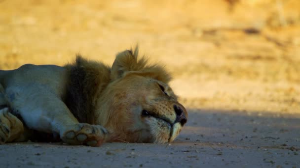 Een oude mannelijke leeuw ligt op de grond, gevangen in Zuid-Afrika. — Stockvideo