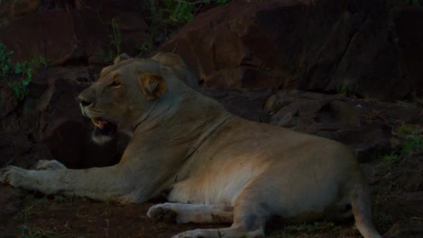 Jeune Kalahari Lion Leo panthera reposant sur les pierres au coucher du soleil — Video