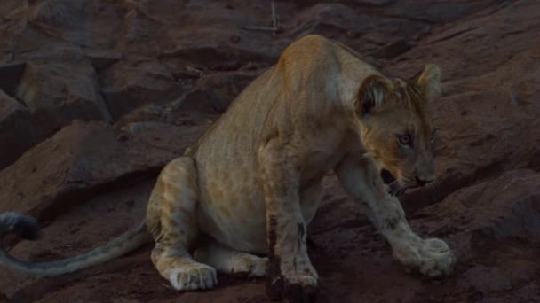 El joven Kalahari León León Pantera descansando sobre las Piedras al atardecer — Vídeos de Stock