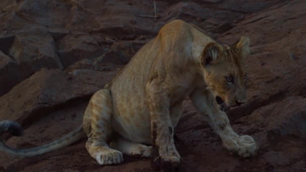 Jeune Kalahari Lion Leo panthera reposant sur les pierres au coucher du soleil — Video