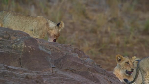 Jonge Kalahari Leeuw Leo panthera rustend op de Stenen bij zonsondergang — Stockvideo
