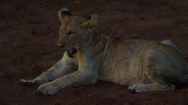 Young Kalahari Lion Leo panthera resting on the Stones at sunset — Stock Video