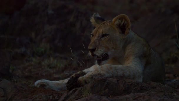 Jonge Kalahari Leeuw Leo panthera rustend op de Stenen bij zonsondergang — Stockvideo