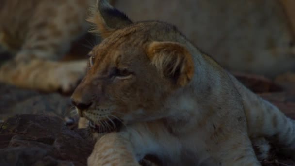 Молодой калахарский лев Лео Пантера отдыхает на камнях на закате — стоковое видео