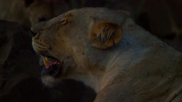 A fiatal Kalahári Oroszlán Leo Panthera a köveken pihen naplementekor. — Stock videók