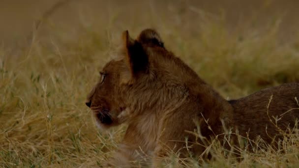 Een jonge leeuw hinkend in het gras — Stockvideo