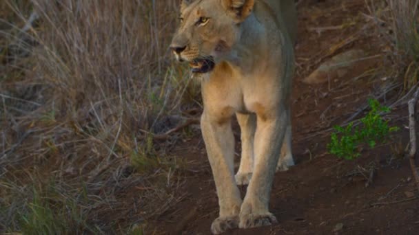 Kalahari muda Leo panthera beristirahat di Batu saat matahari terbenam — Stok Video