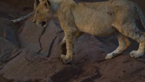 Молодой калахарский лев Лео Пантера отдыхает на камнях на закате — стоковое видео