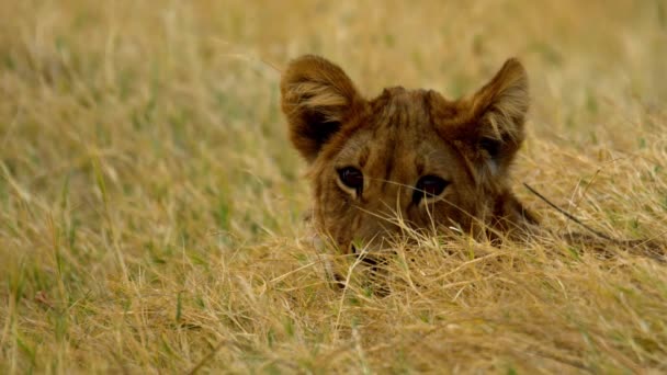 一只年轻的狮子在草丛中摇曳 — 图库视频影像