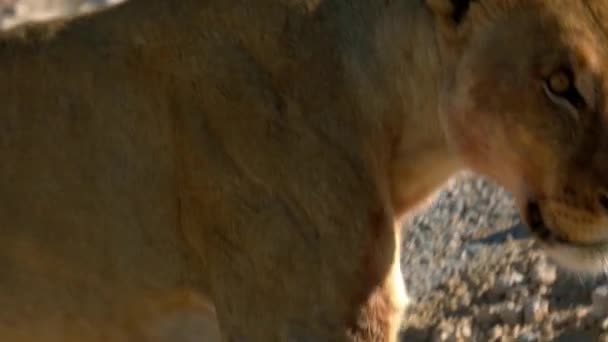 Самка льва лежит на солнце в пустыне в Африке — стоковое видео