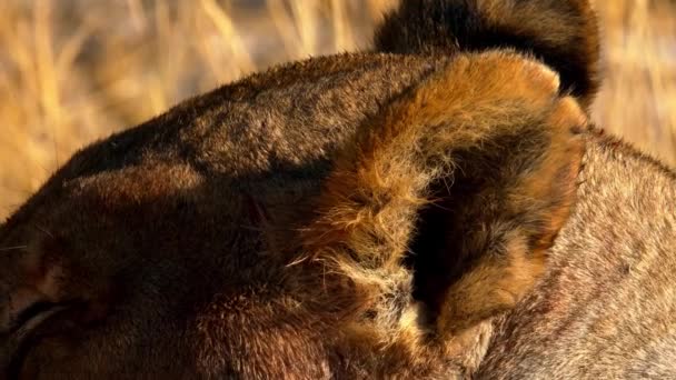 Löwenweibchen liegt in der Sonne in der Wüste Afrikas — Stockvideo