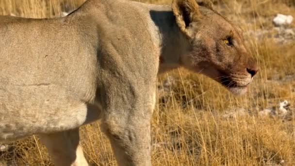Löwenweibchen liegt in der Sonne in der Wüste Afrikas — Stockvideo