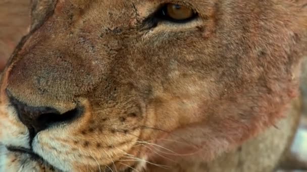 Közelkép a nőstény oroszlánról — Stock videók