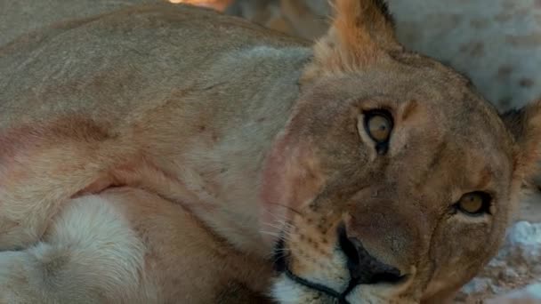 Retrato de primer plano del león hembra — Vídeo de stock