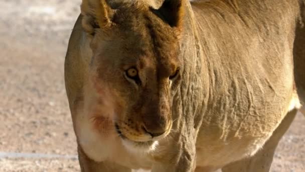 León hembra yace en el sol en el desierto en África — Vídeo de stock