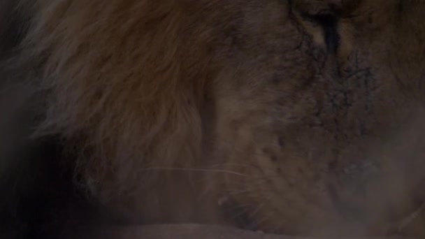Il leone adulto mangia la sua preda insanguinata — Video Stock