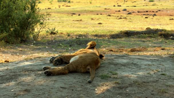 Younger lion lies relaxed in the sun next to his family — Stock Video