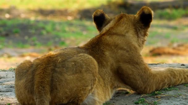 Jüngerer Löwe liegt entspannt in der Sonne neben seiner Familie — Stockvideo