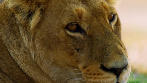 Jüngerer Löwe liegt entspannt in der Sonne neben seiner Familie — Stockvideo