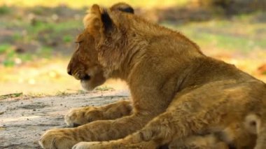 Genç aslan güneşin altında ailesinin yanında rahatça yatıyor.