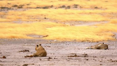 Bir aslan ailesi Afrika çölünde dinleniyor.