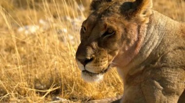 Dişi aslan, Afrika 'da çölde güneşin altında yatıyor.